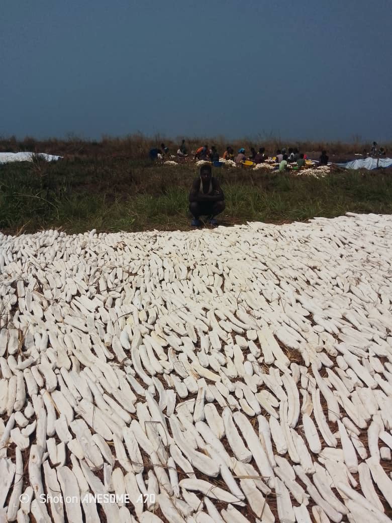 Récolte exceptionnelle de manioc